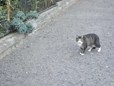 Vegasik69 - #koteczkizprzypadku 😻