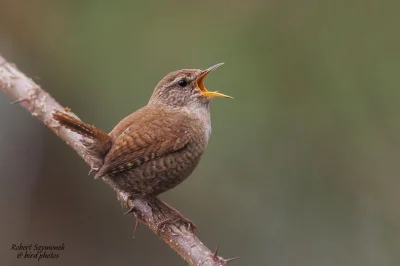 Lifelike - Strzyżyk (Troglodytes troglodytes)
Głos
Autor
#photoexplorer #fotografia #...