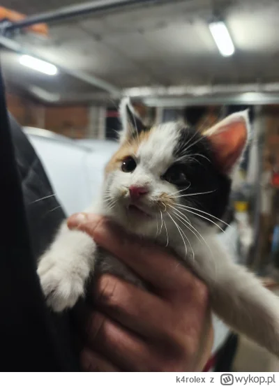 k4rolex - #czestochowa i okolice. Może ktoś chce przygarnąć kota? Jak na moje to jest...