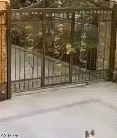 wfyokyga - Piesiu zmienił strone niczym Włochy w 1943