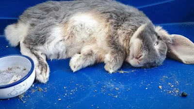 MinisterKoryto - Dzwońcie po karetkę ( ͡° ͜ʖ ͡°)

#kroliki #smiesznypiesek #heheszki