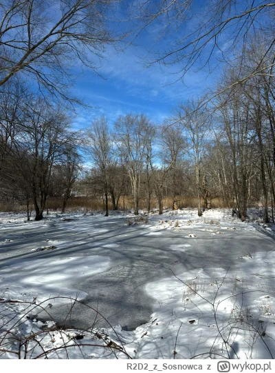 R2D2zSosnowca - @R2D2zSosnowca bajorko styczniowe