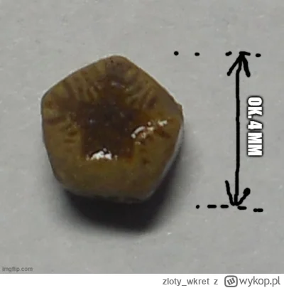 zloty_wkret - #skamieliny #poszukiwacze #wykrywaczmetalu #prehistoria 
Takie coś kied...