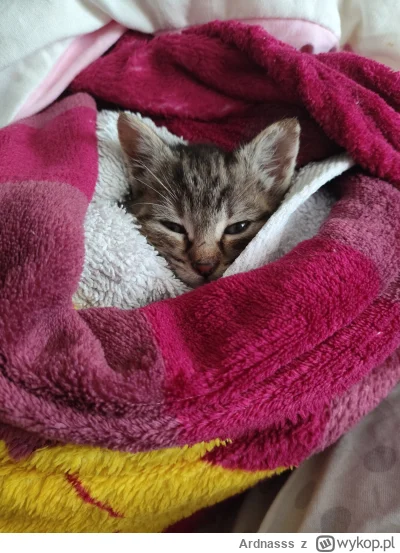 Ardnasss - @EugeniaEdytowany