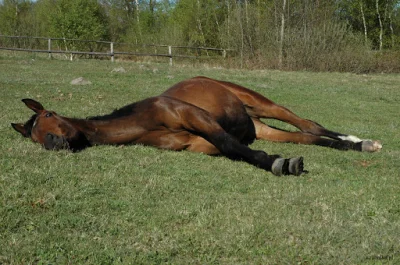 ChlopoRobotnik2137 - @bArrek: ??