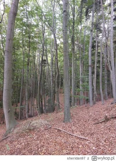 sheridan97 - @nowyjesttu Wolę taki u mnie