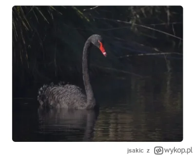 jsakic - #bitcoin #kryptowaluty