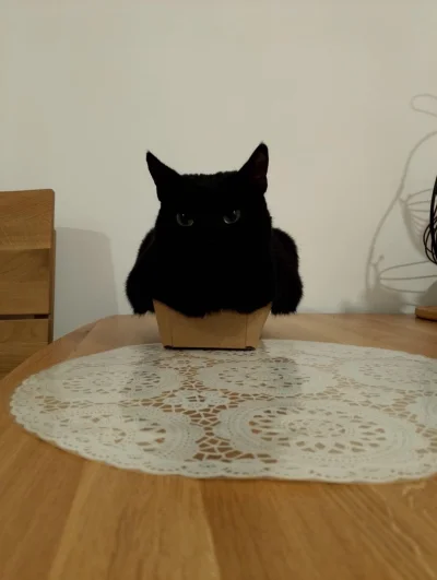 L.....i - Za mały karton NIE ISTNIEJE #koty #pokazkota