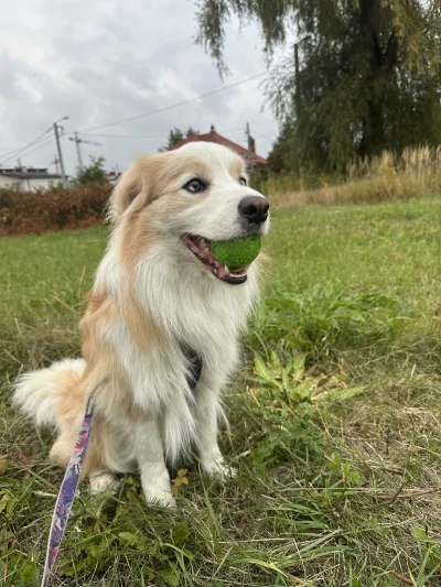 o__0 - Rzuć na dziś tą robotę i choć porzucać piłkę 

#psiarze #pokazpsa