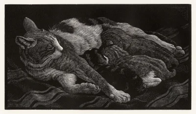 GARN - #sztuka #art #ilustracja #ksylografia autor: Charles Tunnicliffe | Cat and Kit...