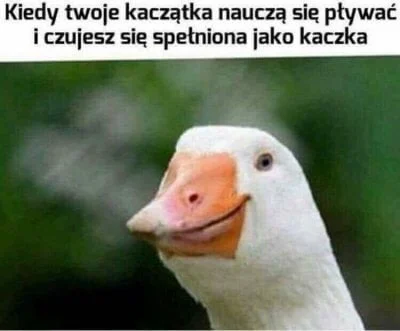 dsi_ - @Chicoxxx66: o, mój mem. Czuję dumę (｡◕‿‿◕｡)