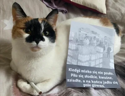 lvbie_placki - #gownowpis #smiesznekotki
