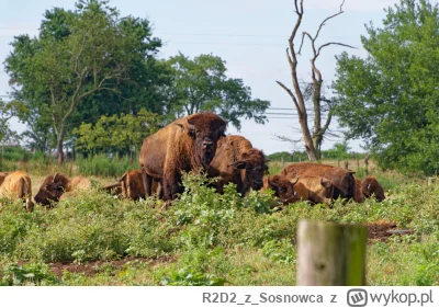 R2D2zSosnowca - @R2D2zSosnowca skądś te buffalo wings muuuuszą w końcu brać do KFC