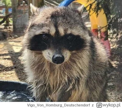 VigoVonHomburg_Deutschendorf - #szopeknadzis