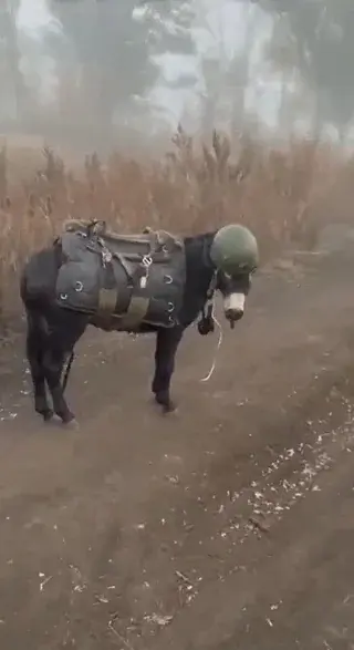 wfyokyga - Biedne te osiołki na Ukrainie, kacapa to nie szkoda, zwłaszcza że większoś...