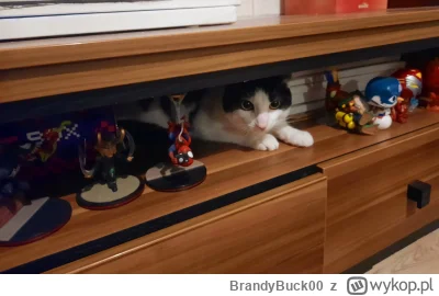 BrandyBuck00 - Najfajniejsza figurka na półce ( ͡º ͜ʖ͡º)
#koty #kitku #pokazkota