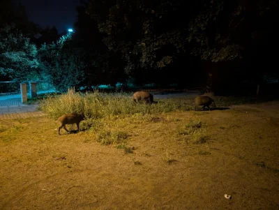 quattrofan - Pozdrawiam gdyńskie dziki :D 
Łażą szóstkami z młodymi, między blokami n...