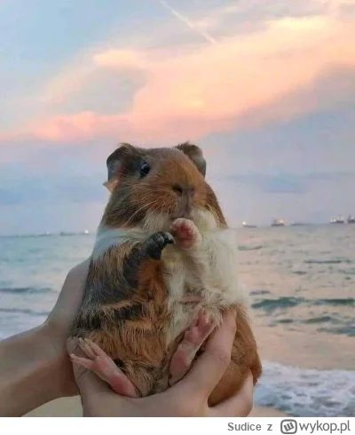Sudice - #grubasek #zwierzaczki
