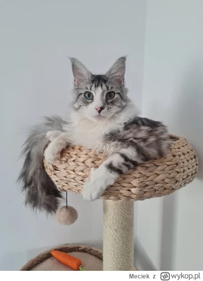 Meciek - Mój razowiec:D 

Lepsze zdjęcie w komentarzu

#pokazkota