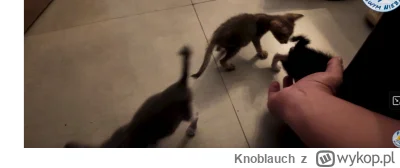 Knoblauch - #raportzpanstwasrodka 
Cygan jest cwany, plastiki popłyneli na tych szczu...