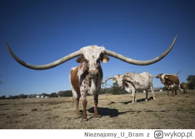 NieznajomyUBram - @TrzyGwiazdkiNaPagonie: Texas Longhorn dla kołboja