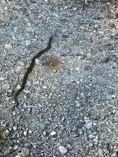 Ksiega_dusz - Takie coś koło domu widziałem, co to jest? Zaskroniec? Padalec?

#zwier...