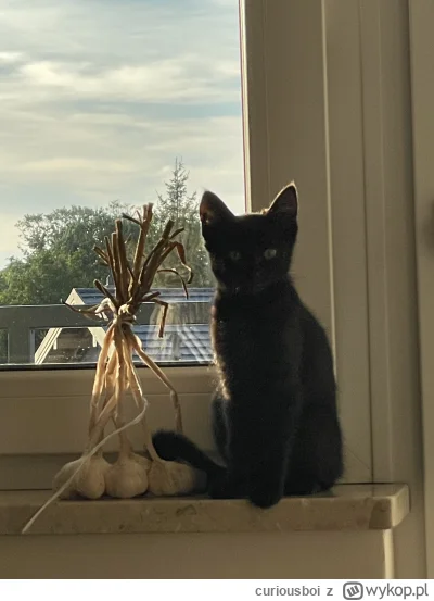 curiousboi - @curiousboi