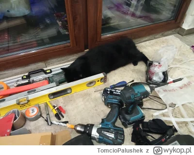 TomcioPalushek - Kot Harnaś typu majster #pokazkota #kitku