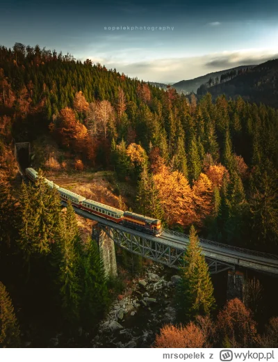 mrsopelek - Ciuchcią pomiędzy koronami drzew. Nie umiem w te dronowe, bo w 3/4 przypa...