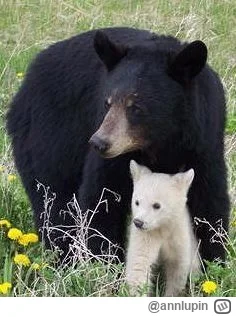 annlupin - niedźwiedź o czwartej nad ranem nom