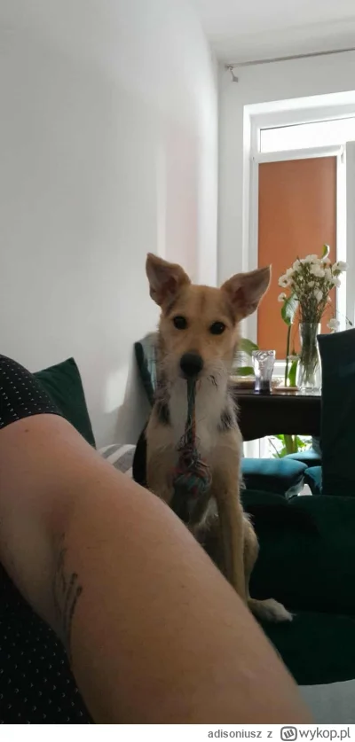 adisoniusz - Ty nie rób mi zdjec tylko łap ta piłke. Piesek chce sie pobawić. A jak n...