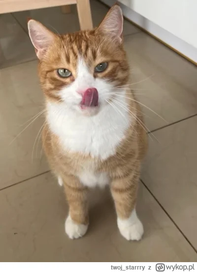 twoj_starrry - Zawsze gdy kroje mięso spawnuje sie ten głodomór ( ͡° ͜ʖ ͡°)

#kot #po...