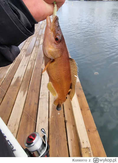 Koniorro - @hpiotrekh tak wygląda samica ( ͡° ͜ʖ ͡°)