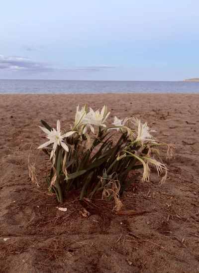 asdfghjkl - Hop właśnie wrócił z plaży i pierwszy raz widział na własne oczy kwitnącą...