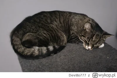 Devillo777 - #koty #pokazkota 
Przygarnąłem ją z ulicy. Oczywiście weterynarz, leczen...