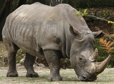 Loskamilos1 - Dicerorhinus sumatrensis, nosorożec sumatrzański, który w czasach swoje...