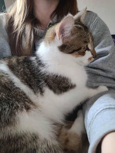 wybryk_natury - Ostatnia godzinka pracy z jego mruczącym wsparciem i można zaczynać w...