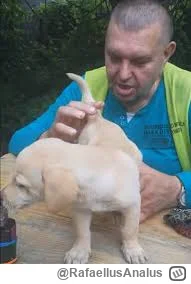 RafaellusAnalus - #kononowicz o a tedy kałek wychodzi o widzisz ? #patostreamy