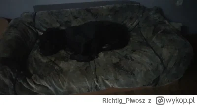 Richtig_Piwosz - To jest mój #pies i jej legowisko. Tak się złożyło, że je dzielimy. ...