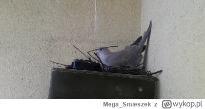 Mega_Smieszek - Lol, gołąb se założył gniazdo u mnie na balkonie xD Wygonić czy zosta...