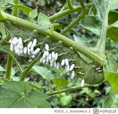 R2D2zSosnowca - @R2D2zSosnowca 

Na koniec taka ciekawostka

Gąsienica pokryta małymi...