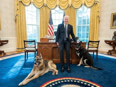 nowyjesttu - Prezydent USA Joe Biden i jego psy, Gabinet Owalny, Biały Dom, Waszynton...