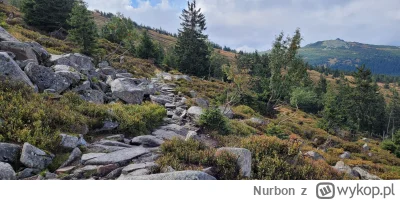 Nurbon - @KupujacKarmeDlaKotaNieMajacKota: nr 1 zdecydowanie dla osób z kondycją i wy...