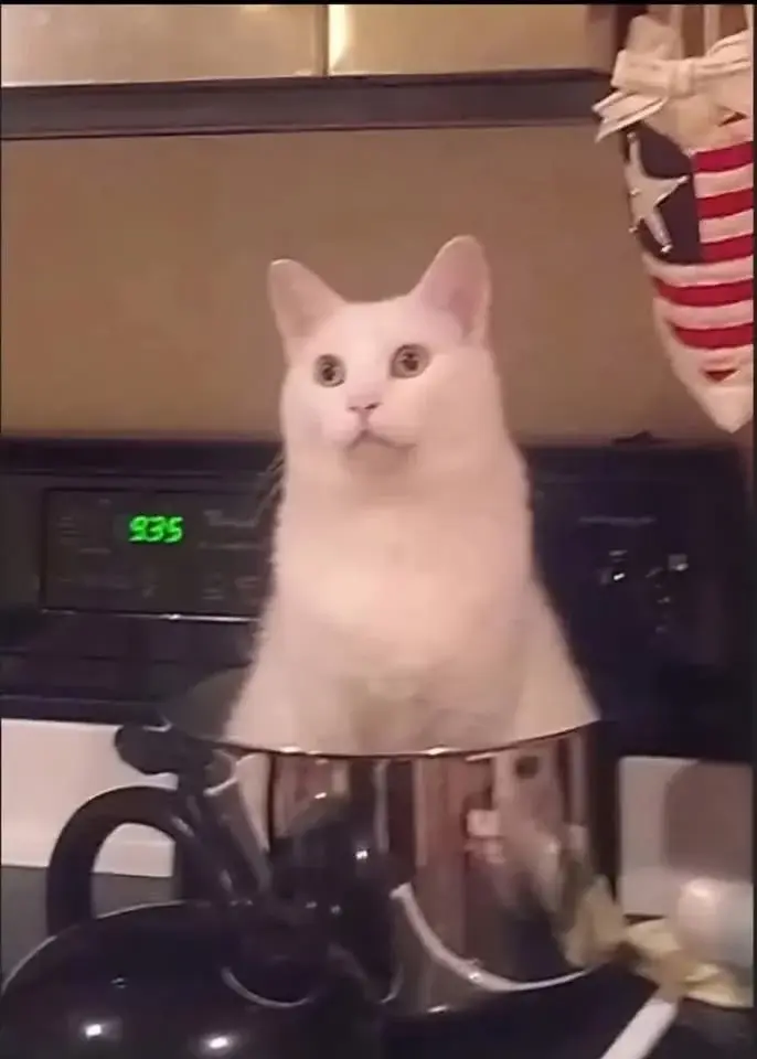 PetalMind - @Kantorwymianymysliiwrazen: