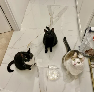 straszny_cham - #pokazkota #pokazkoty #koty #kotki