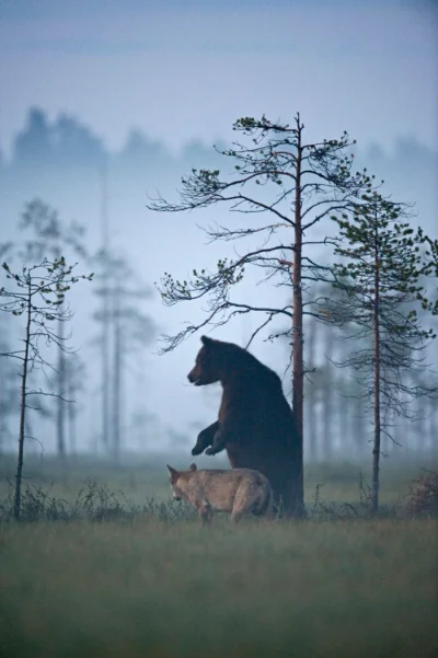 nonOfUsAreFree - Fiński fotograf Lassi Rautiainen udokumentował na zdjęciach przyjaźń...