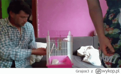 Grajox3 - @Fatalista1988: Ptaszek uciek z klatki  bez odbioru!