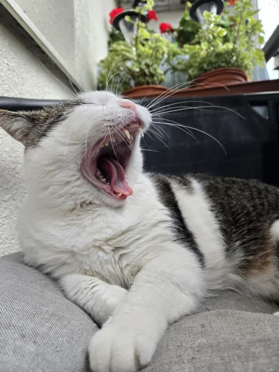 Solsith - #pokazkota #spaslak znowu zajumał słoneczko ヽ( ͠°෴ °)ﾉ