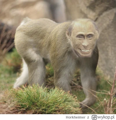 Horkheimer - Skoro są problemy z przyjęciem planu Witkoffa, to proponuję alternatywę:...