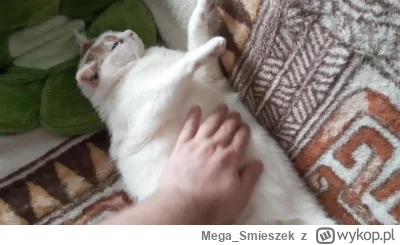Mega_Smieszek - Exlusywna filmowa kotka pobrzuchugłaskotka ᶘᵒᴥᵒᶅ

#koty #pokazkota